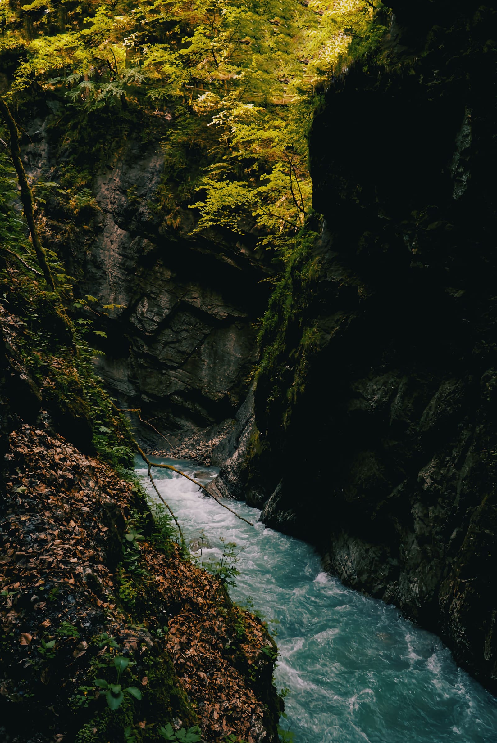 Turquoise mountain stream through a forested gorge