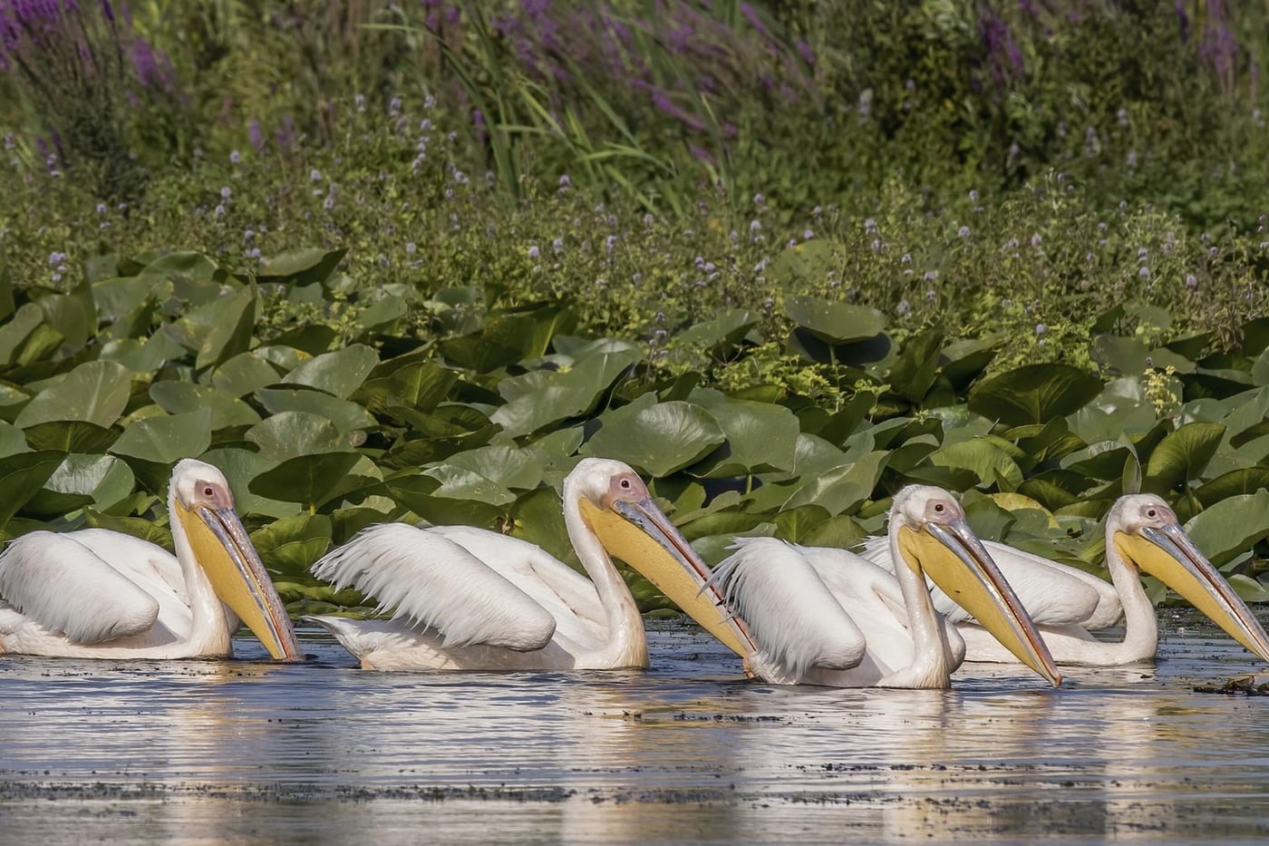 Great white pelicans resting among reed beds in the Danube Delta