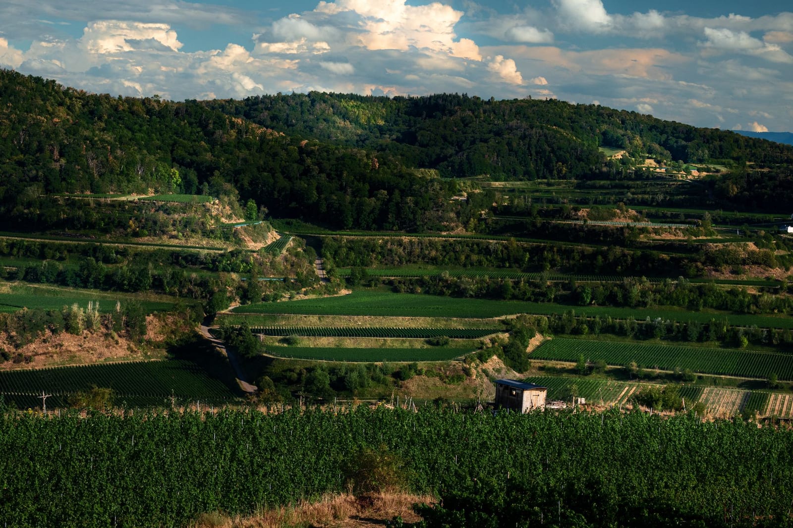 Vineyard hills near the Black Sea coast in Dobrogea