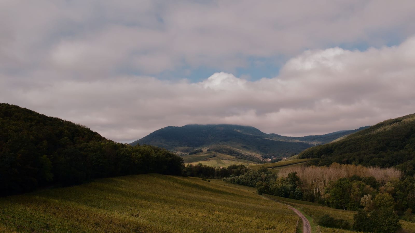 Rolling vineyard hills in eastern Europe