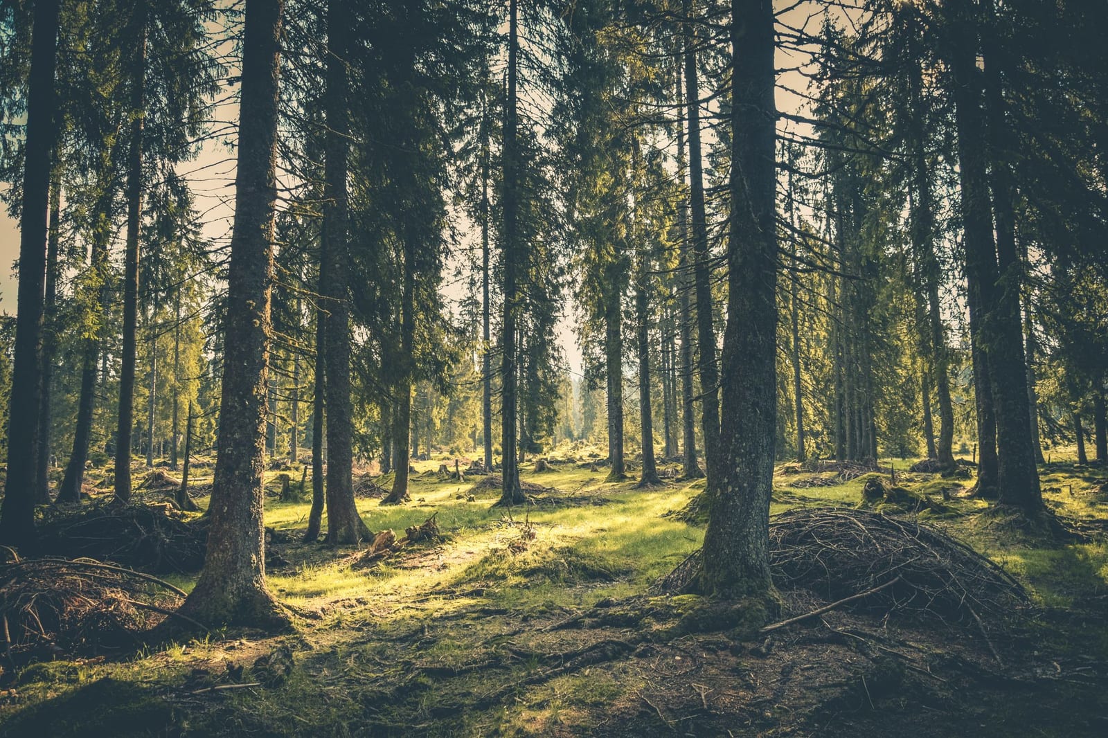 Green forest and countryside in Muntenia