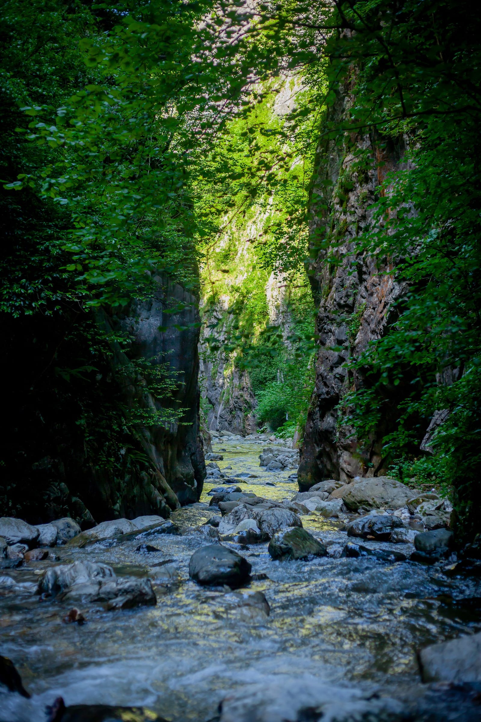 Forested river gorge in Oltenia