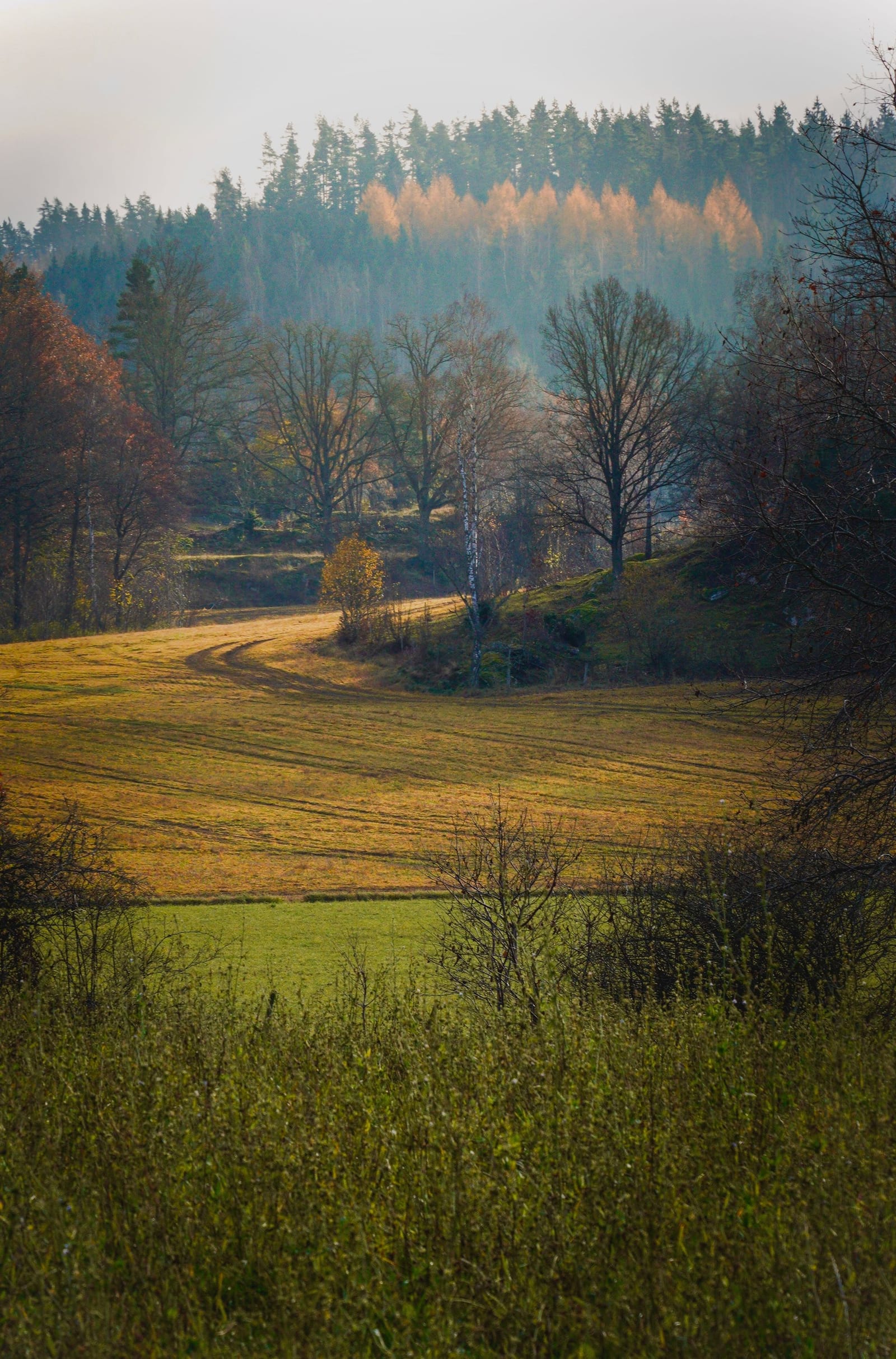 Autumn forest landscape in south-western Romania