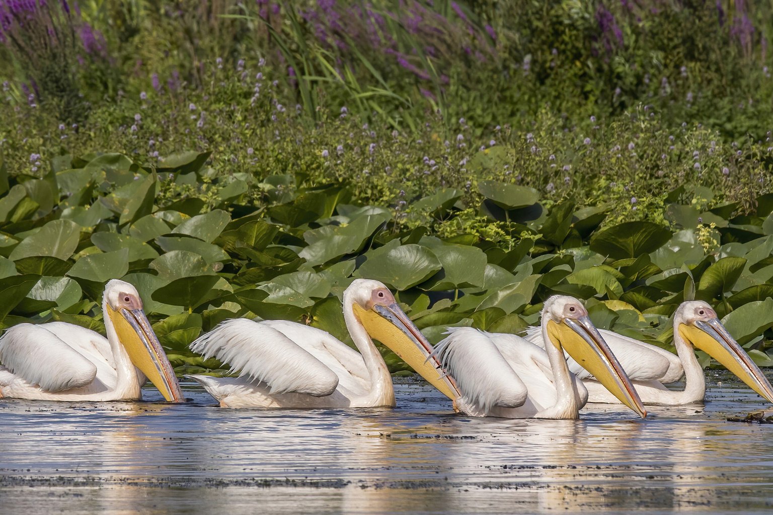 Wooden jetty beside reed-lined water